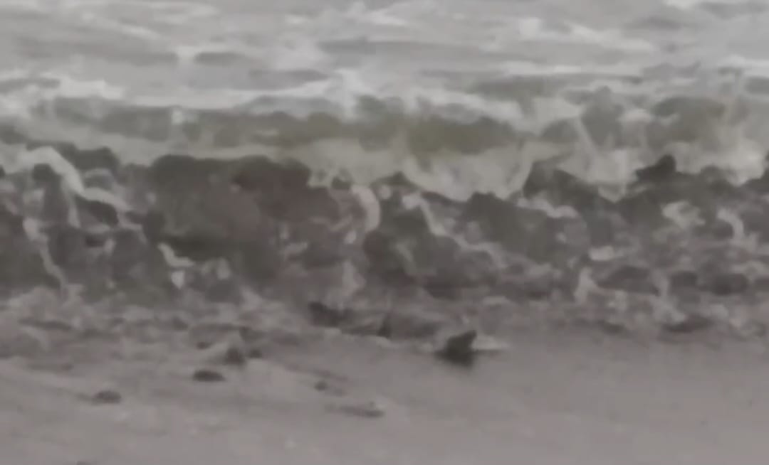 Pantai Penyandingan Kelumbayan Dibanjiri Buaya, Polsek Limau Imbau Warga Waspada
