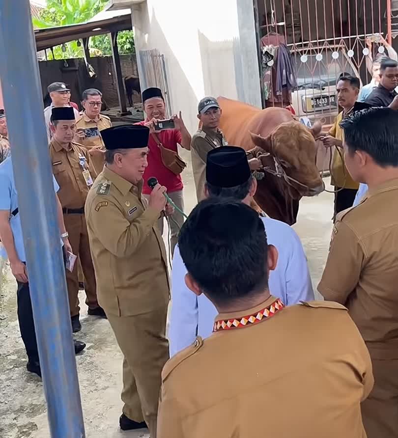 Bupati Tanggamus Serahkan Sapi Kurban Berbobot 1038 Kg Dari Presiden RI ke Pengurus Masjid Khasyi’in