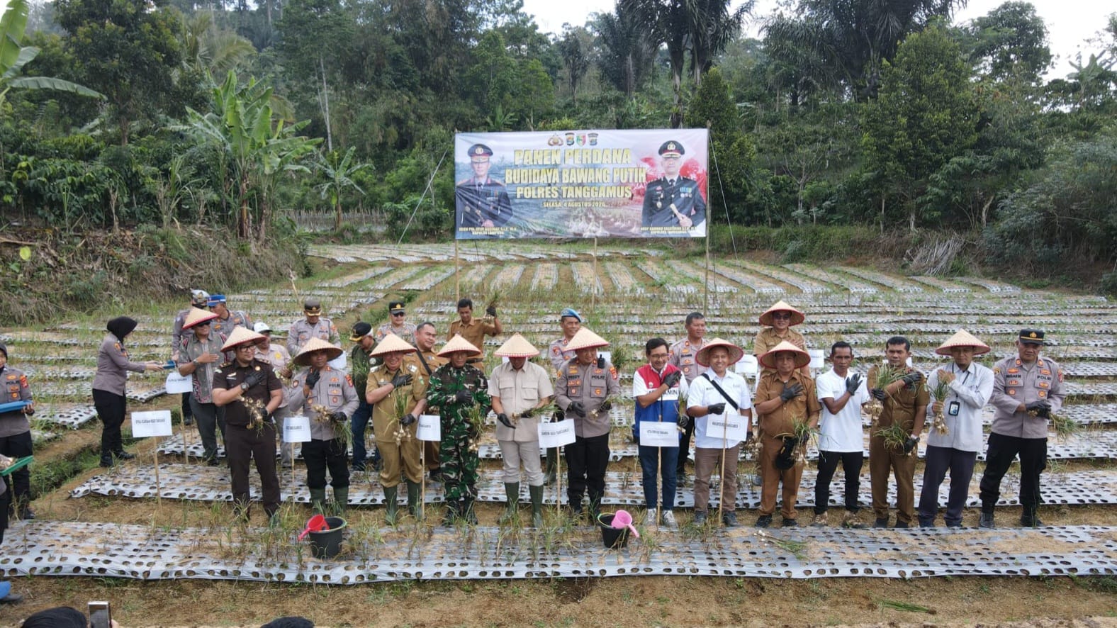 Panen Perdana Bawang Putih di Ulubelu Berhasil, Polres Tanggamus Hasilkan Hingga 5 Ton dari Lahan 700 Meter Persegi